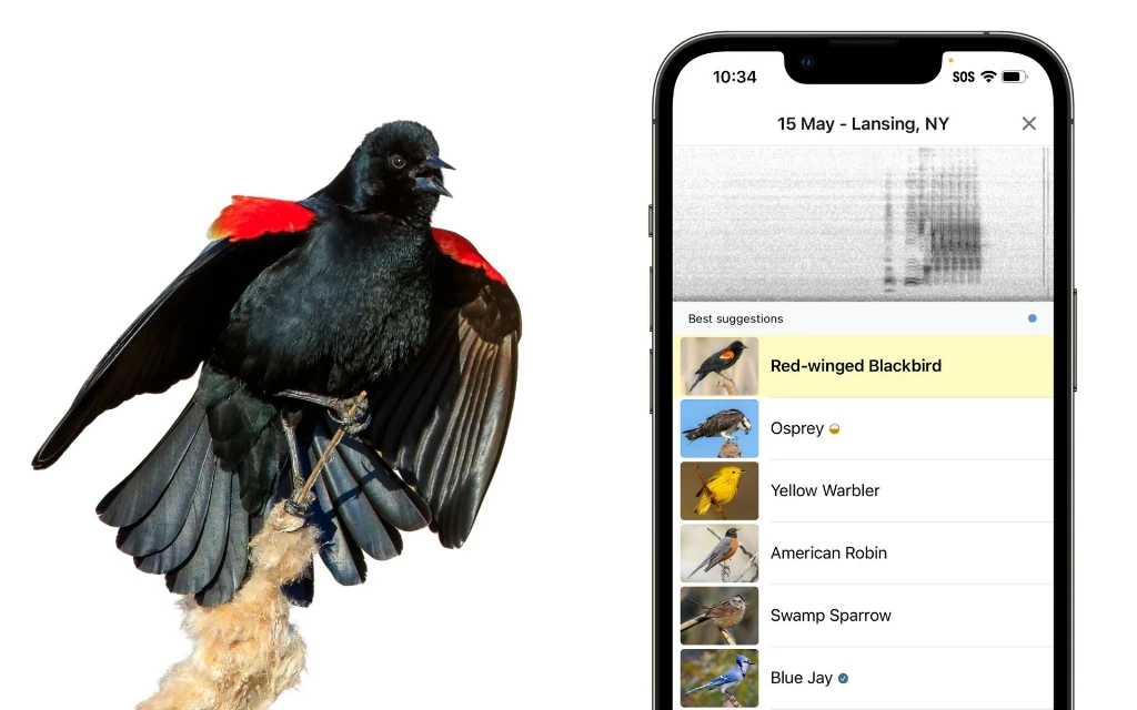 Застосунок Merlin Bird ID Застосунок Merlin Bird ID